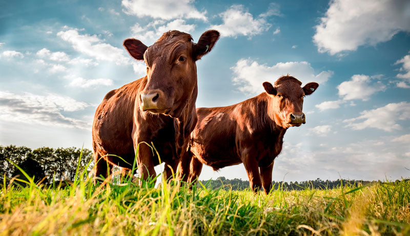 Why We Use Grass Fed Beef Tallow