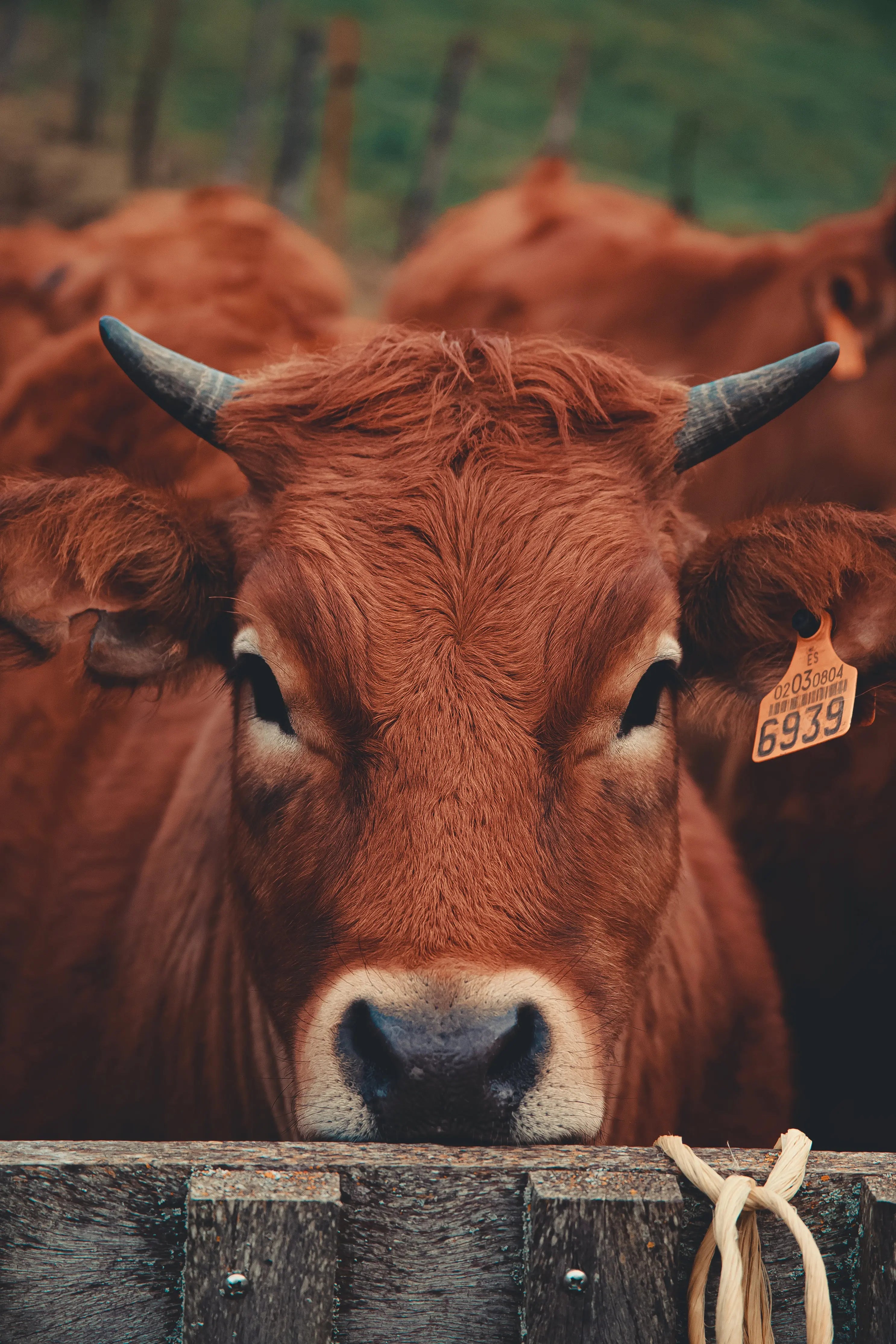 Brown cow with a visible tag looking over a wooden fence, with other cows in the background.